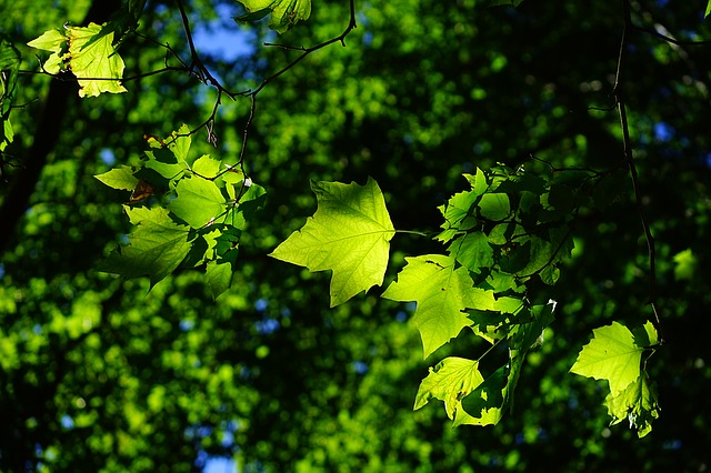 green in spanish, green leaves
