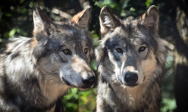 grey wolves, grey in spanish