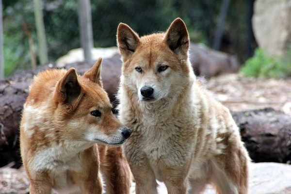 two dingoes in nature