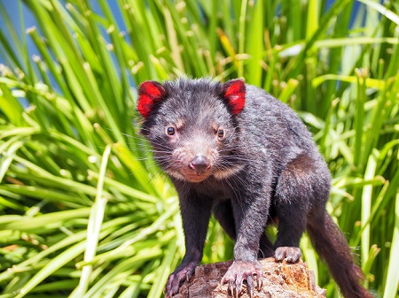 Tasmanian devil on a rock