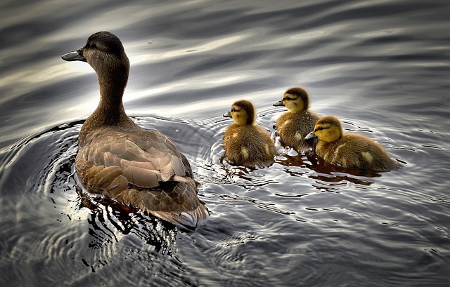 duck and her ducklings swimming