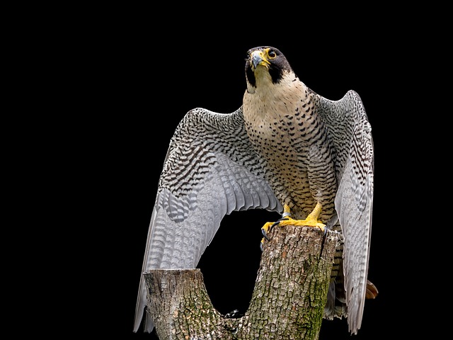 a falcon perched on a tree trunk
