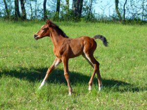 potro, foal-walking on grass