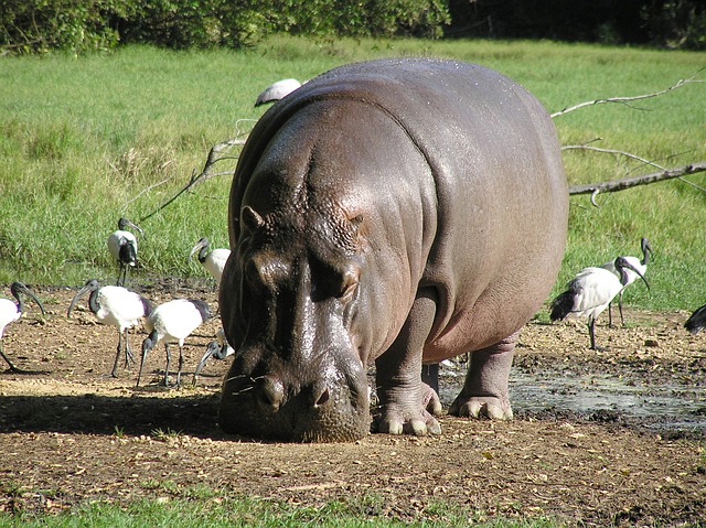 hippopotamus standing on mud surrounded by birds