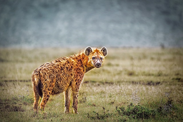 a hyena looking back