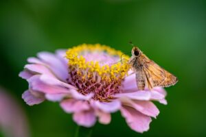 moth on a flower