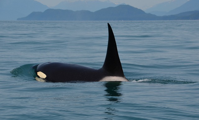 orca swimming in ocean
