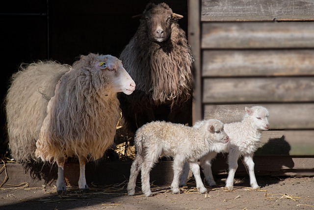 sheep and lambs in front of a barn