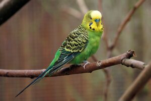 Periquito – green parakeet on tree branch