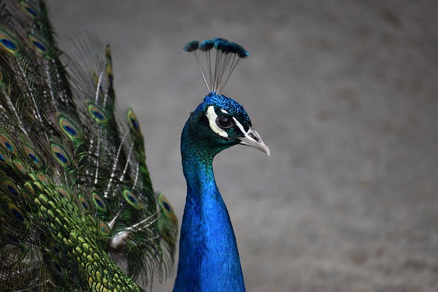 male peacock with wings open