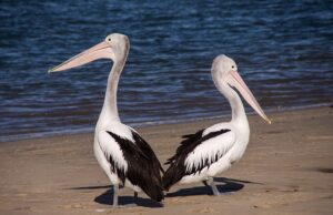 two pelicans on beach
