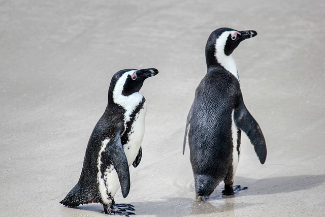 penguins walking on shore