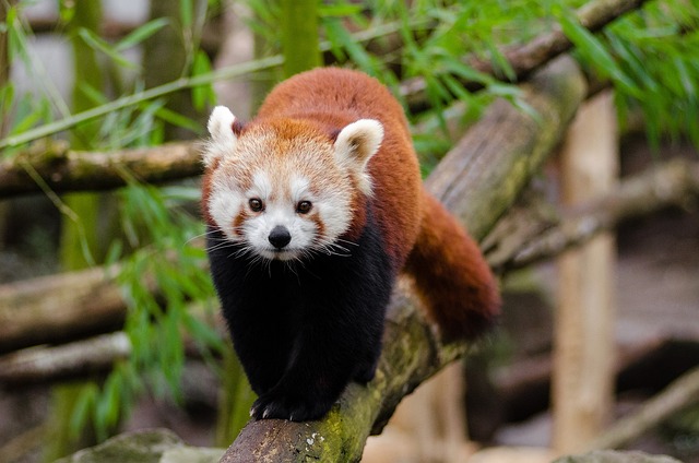 red panda walking on tree branch