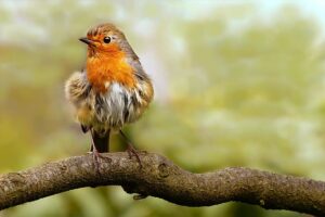 robin bird perched on tree branch