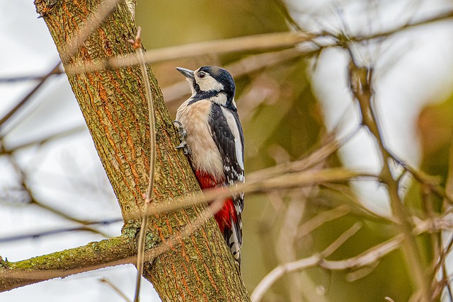 woodpecker on a tree
