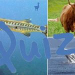 showing animals beginning with b in Spanish