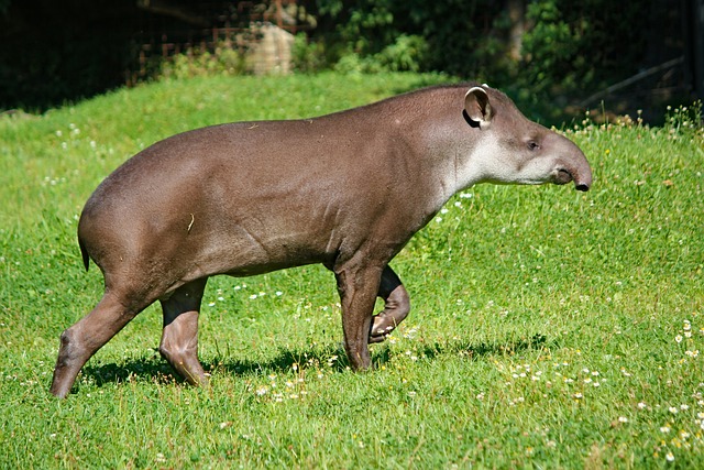 tapir in Spanish