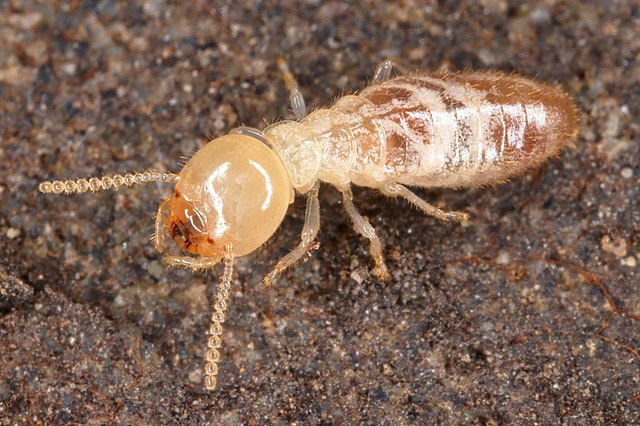 termite in spanish