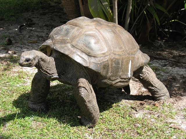 tortoise in spanish