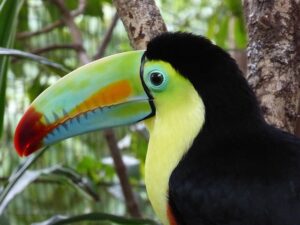 toucan in spanish