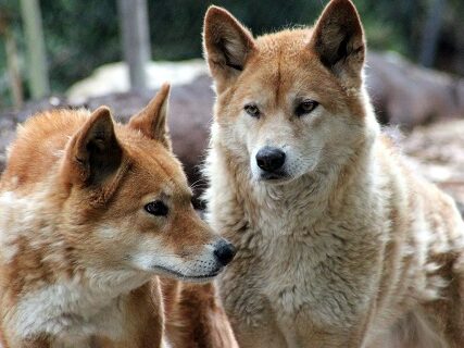 two dingoes in nature