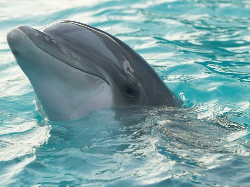 dolphin swimming