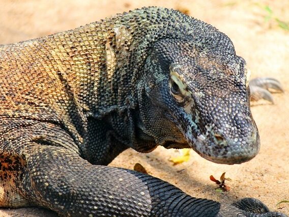 Comodo dragon on beach
