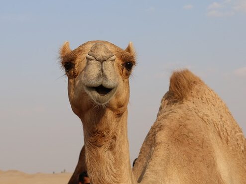 camel in desert