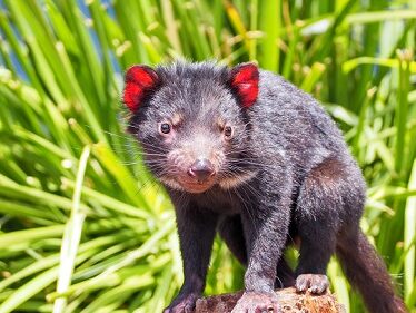 Tasmanian devil on a rock