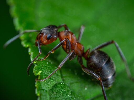 ant on a leaf