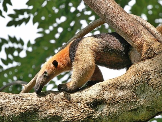 anteater on a tree