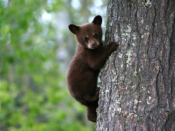 bear cub climbing and holding on a tree trunk