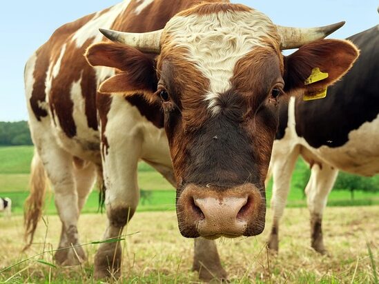 bull in spanish