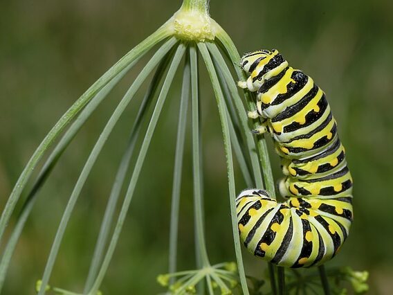 caterpillar climbing a leaf