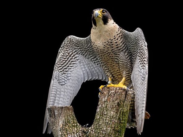a falcon perched on a tree trunk