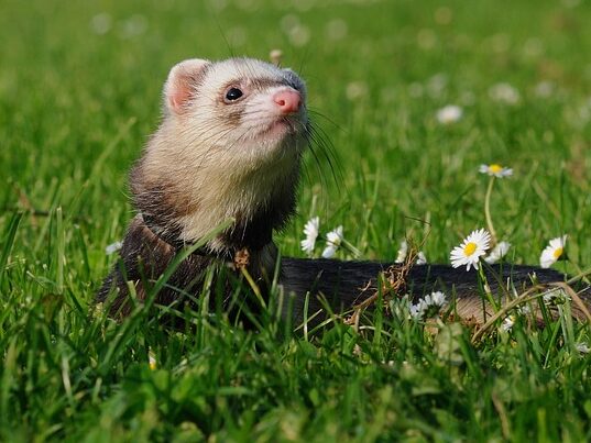ferret in grass