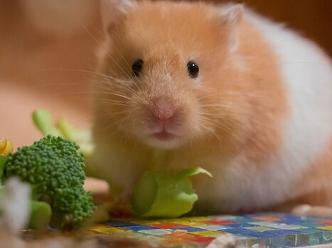 hamster eating vegetables