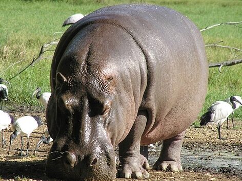 hippopotamus standing on mud surrounded by birds