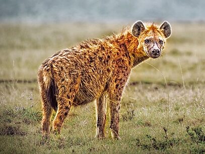 a hyena looking back