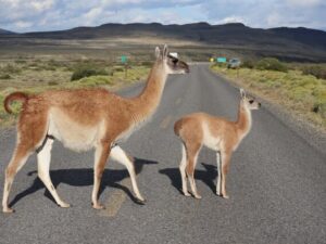 Animal names that starts with letter L in Spanish