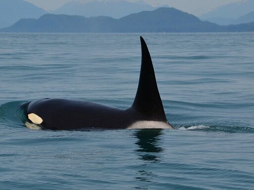 orca swimming in ocean