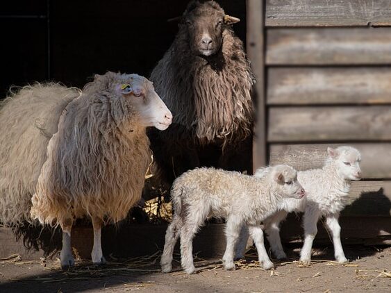 sheep and lambs in front of a barn