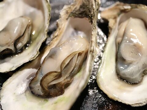 oysters on a plate