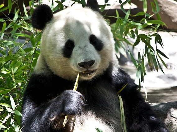 panda sitting 