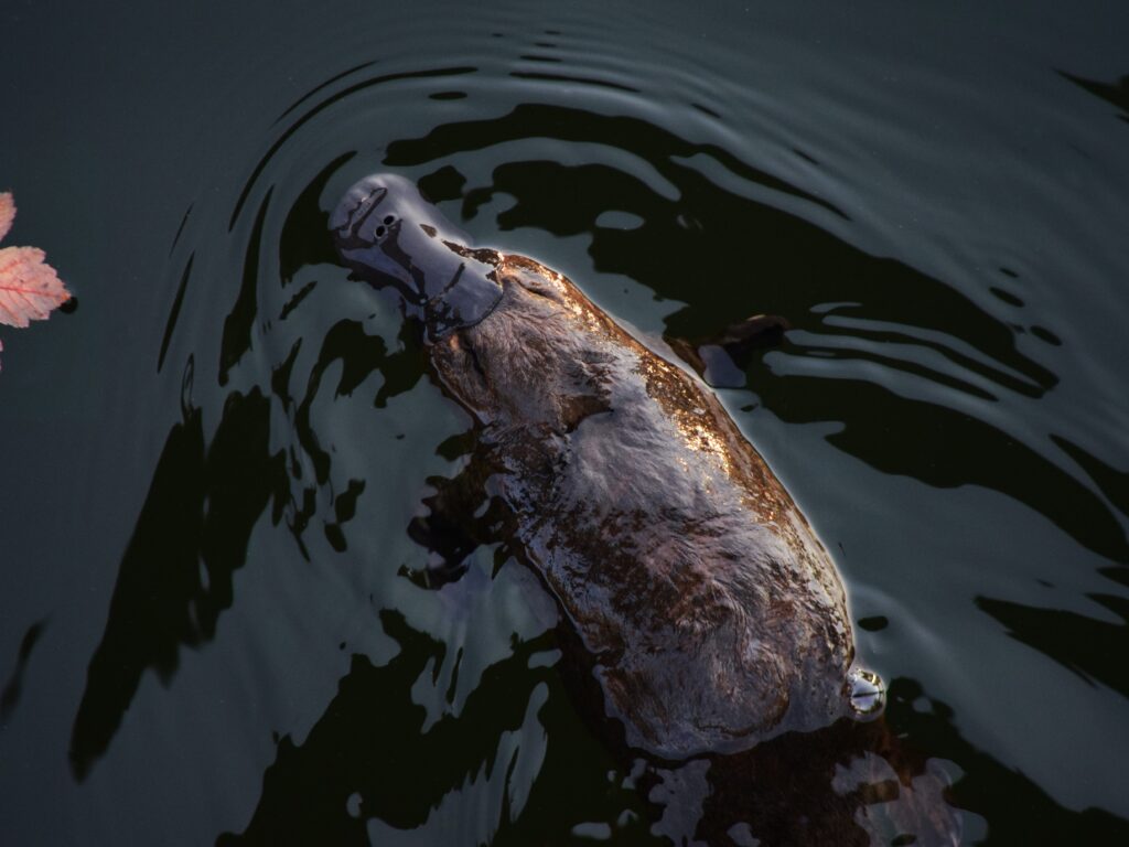 platypus swimming on surface of a pond