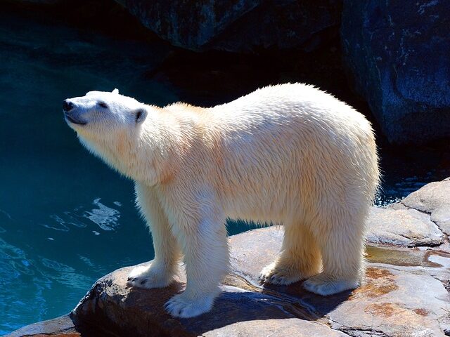 polar bear sniffing the air