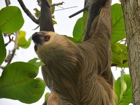 sloth hanging on a tree branch