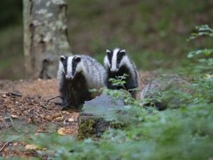 badger in spanish