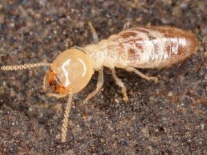 termite in spanish