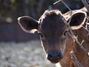 calf in spanish